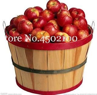 Kalash New 50 Pcs Apple Fruit Seeds for Gardening Red 2
