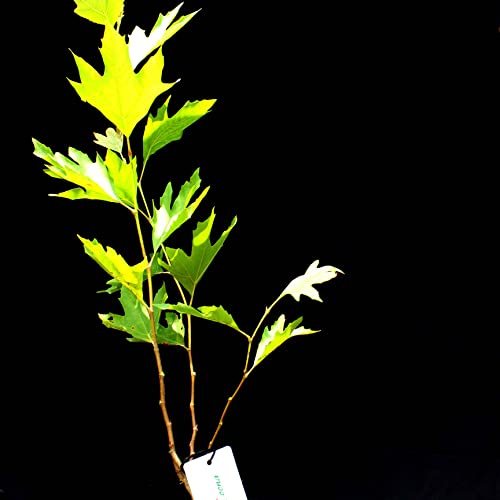 Image of Chinar Tree Live Plant /Live Himalayan Maple Plant for Home Decor /Bonsai Live Plant /Rooted in Planter /Long-Living Tree Pots with Soil /Real Live Indoor Plants for Gifts