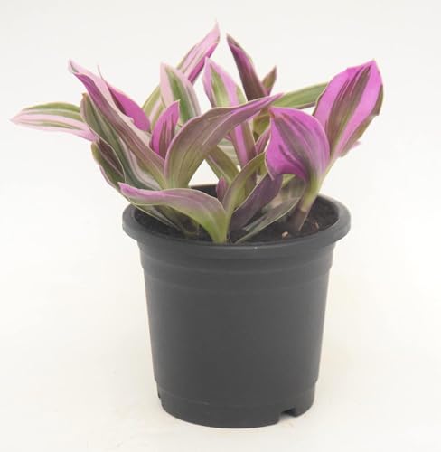 Image of Pink Wandering Live Plant with Pot | Rare Tradescantia Nanouk for Home & Office Decor | Vibrant Pink-Green Foliage | Easy-Care Indoor Plant for Shelf, Desk & Gifting
