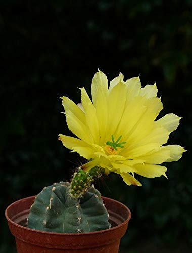 Portal Cool Echinocereus Subinermis Ochoterenae (10 Seeds) Very Rare Cactus  Succulent Grain : Amazon.de: Garden
