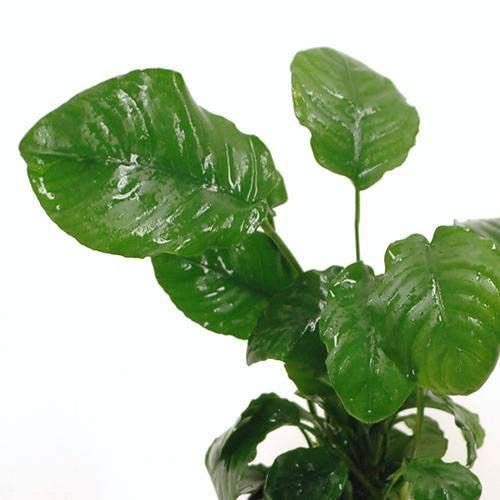 (水草)アヌビアス バルテリーsp. リンクルリーフ(1ポット分)