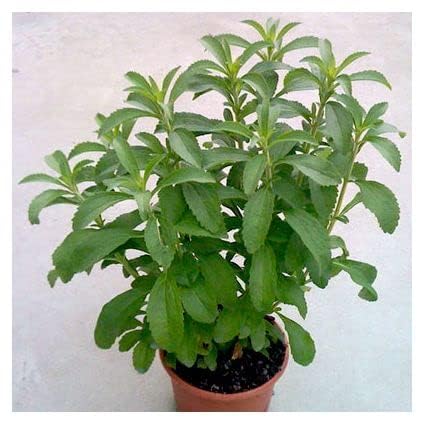 See full amazon price history chart for Stevia Live Plant For Home Garden Healthy Live Plant 1 Pcs Stevia Live Plant For Home Garden Healthy Live Plant 1 Pcs (B0D6L3CGXL) Amazon Price History, Amazon Price Tracker