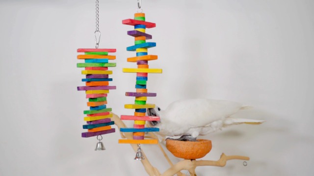 MEWTOGO 2Pcs Bird Toys - Parrot Toys with Multicolored Natural Wooden Blocks, Bird Chewing Sticks Toys for Conures Parakeets Cockatiels Lovebirds African Grey Macaws Amazon Parrots Gift - image 7