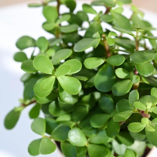 Image of Jade inchZ inch Plant Live Jade Money Plant (Crassula Ovata inchMinima inch), Money Tree Succulent for Indoor Home Office Decor, Natural Air Purifying Good Luck Feng Shui Symbol | 1 HEALTHY LIVE PLANT IN POT