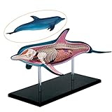 LET'S ASSEMBLE IT TOGETHER: Erstellen Sie Ihr eigenes anatomisches Modell des Delfins. Es kann die Fähigkeit von Kindern trainieren, sich zusammenzusetzen, Rätsel zu lösen und die Interaktion mit der Familie zu verbessern. Lassen Sie uns es zusammenbauen.