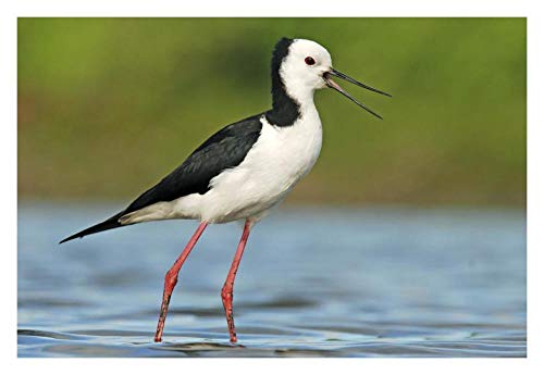 Obras de Arte Italia Llamada de lanza de alas negras, Estuario de Avon Heathcote, Christchurch, Nueva Zelanda Arte de papel 32x22 pulgadas