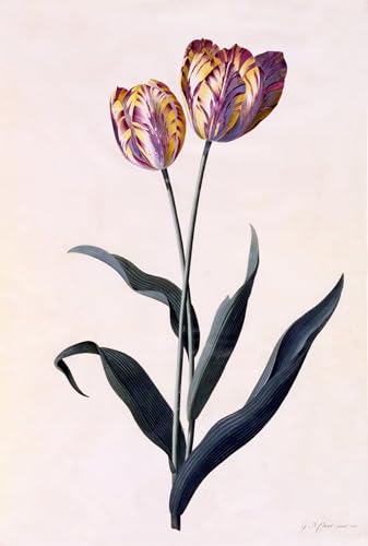 Cuadro tulipán de Georg Dionysius Ehret en pintura al óleo moderna para pared de 60x90cm
