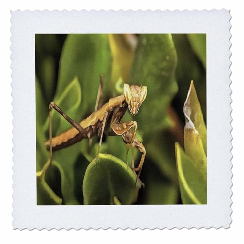 22x22 inch Quilt Square - Praying Mantis On Green Garden Background Acrylic Painting - Praying Mantis