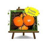 Apfelkhaki – alte Obstpflanze auf Topf 26 – Baum max 200 cm – 4 Jahre