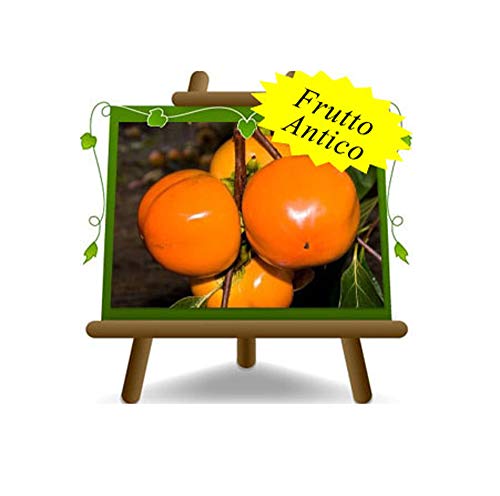 Apfelkhaki - alte Obstpflanze auf Topf 26 - Baum max. 200 cm - 4 Jahre Cover