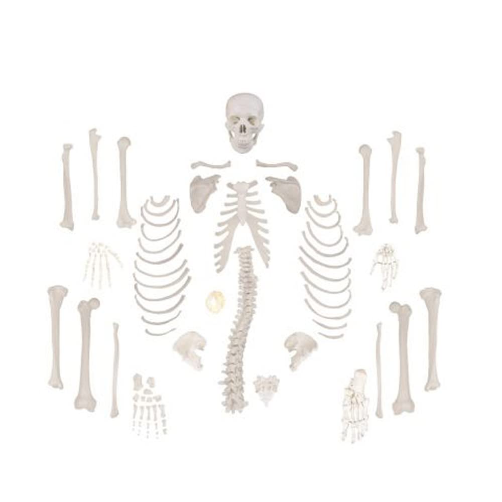 Walter Products B10220 Disarticulated Skeleton Model, Full Size