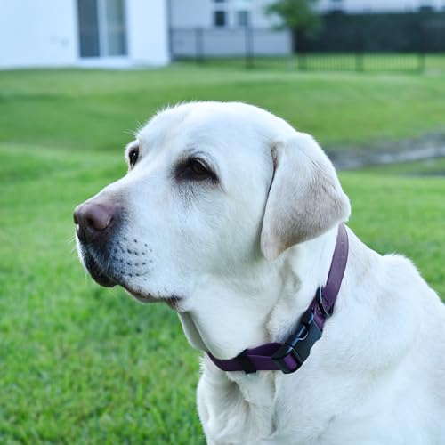 Image of Dogline Biothane Waterproof Dog Collar with Quick Release Buckle Strong Coated Nylon Webbing with Odor- Proof for Easy Care Easy to Clean Fits Small Medium Large Dogs, Purple 1 inch W 15-23 inch L