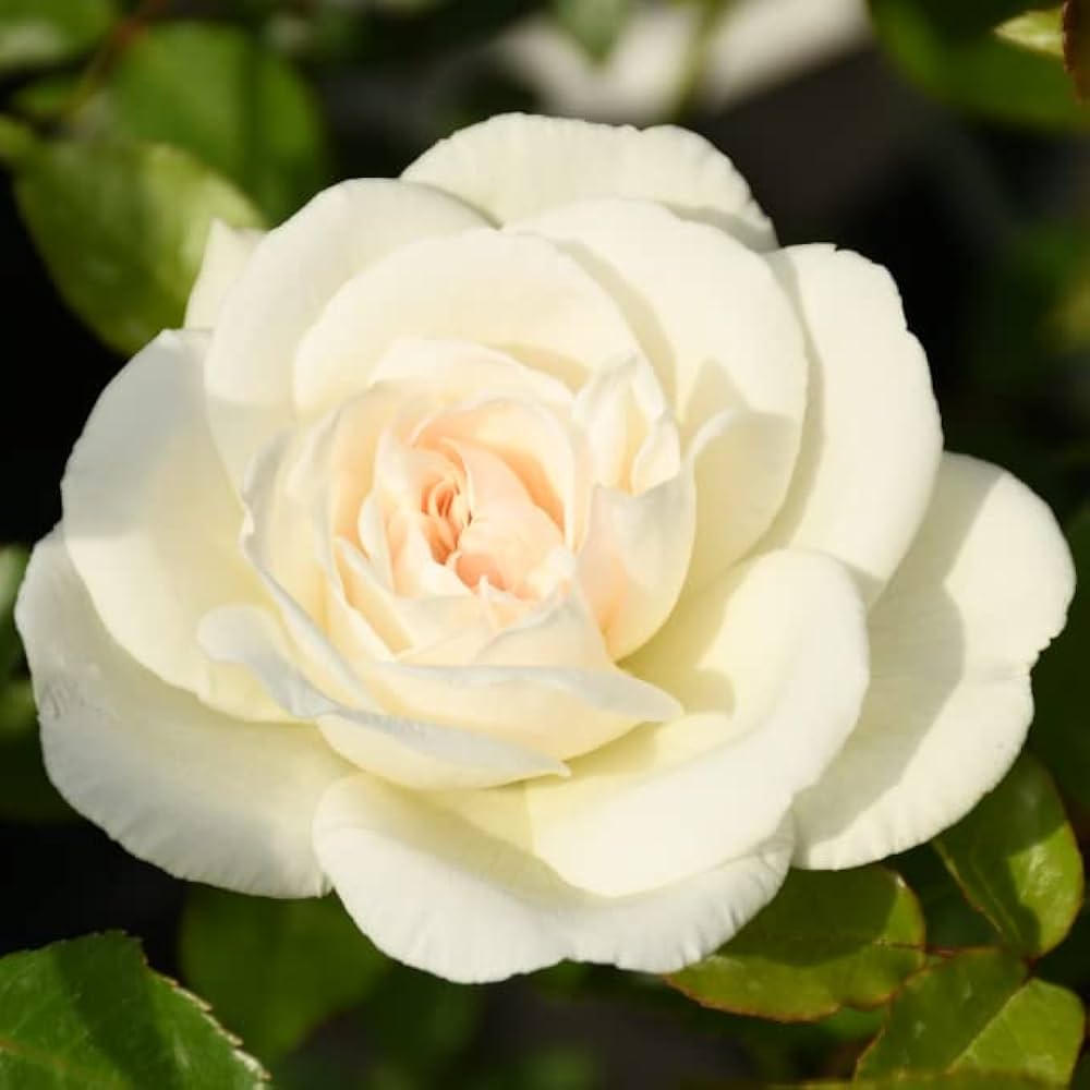 アイスバーグ ばら苗　バラ苗 バラ苗【中苗】アイスバーグ 国産苗 6号鉢植え品《J-FL10