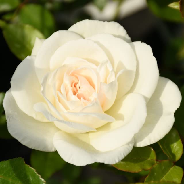 アイスバーグ ばら苗　バラ苗 Amazon | バラ 苗 【アイスバーグ (FL) 中輪 四季咲き】 2年生 接ぎ木