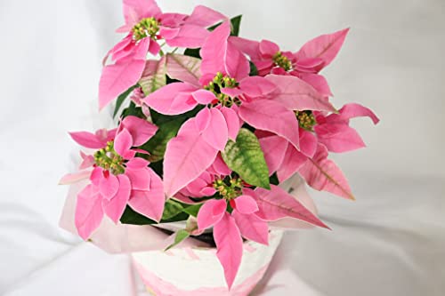 yJo[tz I|CZ`A 5 FIׂ bsOt NX}X j (sN)