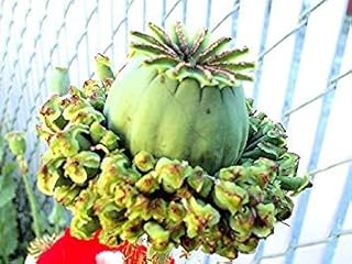 Papaver Somniferum (300 Seeds)Hens And Chicks or Poppy Hens And Chickens Seeds