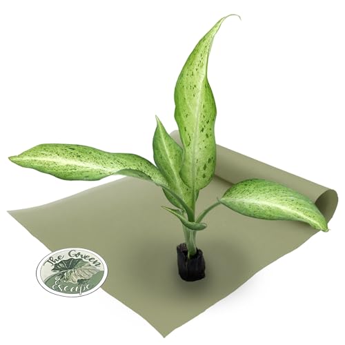 Dieffenbachia Camouflage Starter Plant