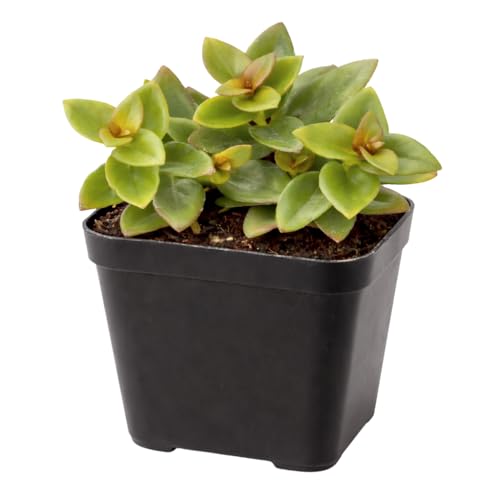 Nematanthus gregarius - Goldfish Plant - Live Houseplant 2 Plastic Pot Glossy Green Leaves with Orange Goldfish-Shaped Flowers Easy Care Plant for Home Decor Office Desk