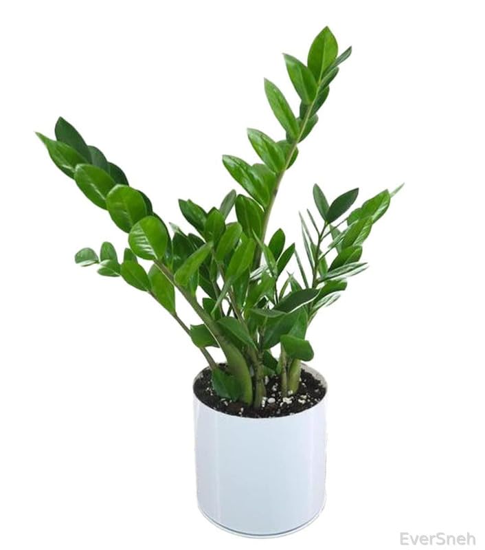 EverSneh Real Live Air Purifying Live Indoor Zamia (Zamioculcas Zamiifolia) ZZ Plant For Home Room Decoration Live Plant in Black Plastic Pot 4 Inch Size (B0BT1JQVW2) Amazon Price History, Amazon Price Tracker