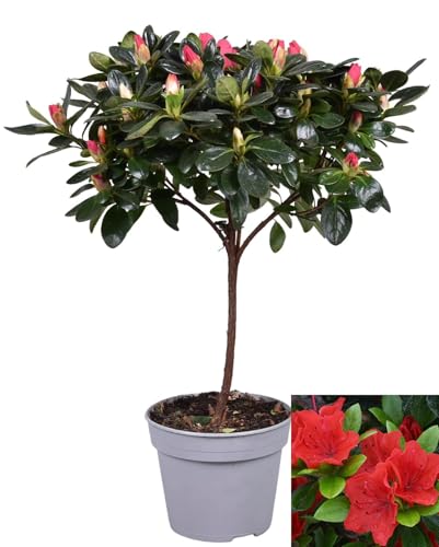 POWERS TO FLOWERS - AZALEA ALBERELLO ROSSA, VASO 13CM, ALTEZZA 40CM, pianta vera