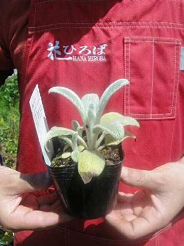 Amazon.co.jp: ハーブ 苗 【ラムズイヤー （スタキス ビザンティナ】 3