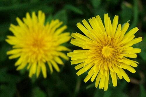Dandelion - Taraxacum officinale - Dandelion - 25+ seeds - Edible Cover
