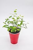 Potted Goldflame Spirea Plant (Starter Plant)(Spiraea x bumalda 'Goldflame')