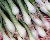 Onion Green Bunching Great Heirloom Vegetable Seeds by Seed kingdom (200 Seeds)
