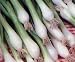 Onion Green Bunching Great Heirloom Vegetable 200 Seeds