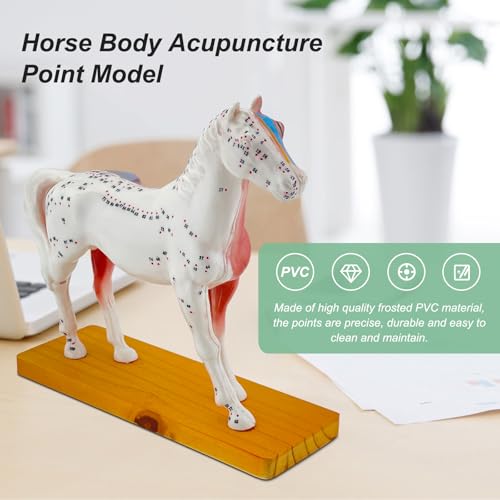 Horse Acupuncture Model, Animal Acupuncture Model Contains 116 Acupoints Half Acupoints and Half Muscles Used, for Veterinary Animal Anatomy Teaching and School Scientific Research Display