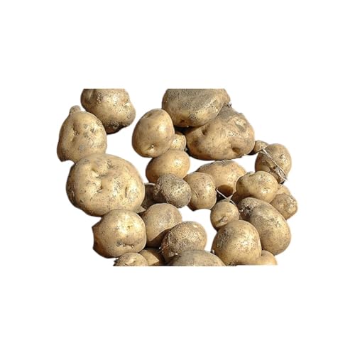 [ 訳アリ ] じゃがいも 約 10kg 男爵 or キタカムイ リストファーム サイズ 混合 馬鈴薯 芋 ポテト イモ 野菜