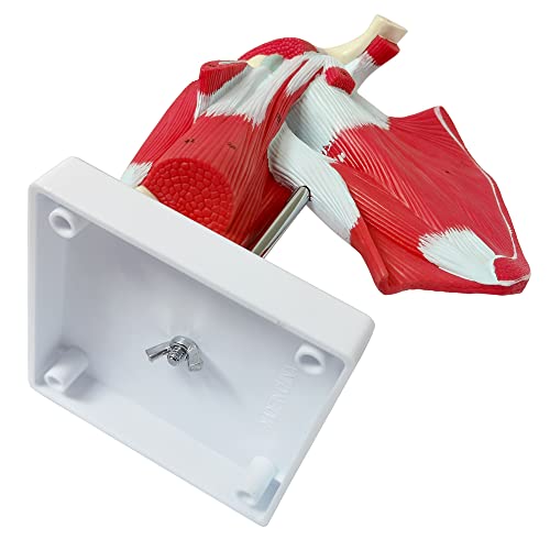 Image of NEW HORIZON Muscled Shoulder Joint Model - Shows Complete Shoulder Musculature from Rotator Cuff to Subscapular Muscles - Includes Base,Manual, Education in the Field of Mathematics