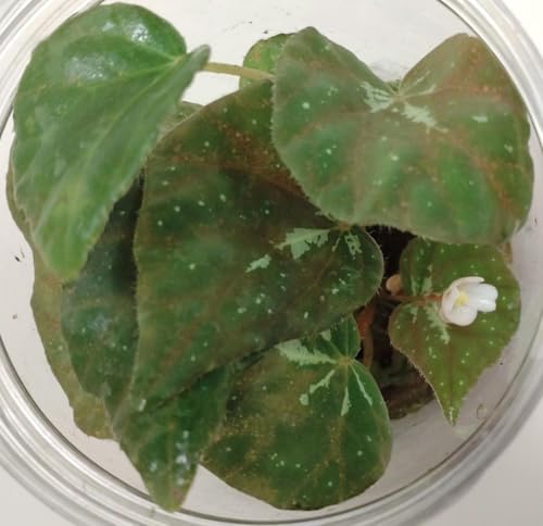 2�� �x�S�j�ABegonia sp.�t�B���s��