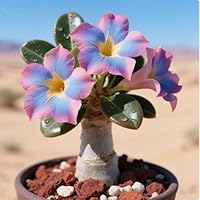 Wüstenrosen Rhizome - Trockenheitsresistente Sukkulenten Für Garten & Balkon