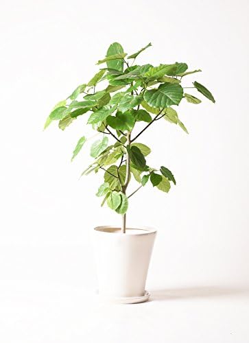 Amazon Hitohana ひとはな フィカスウンベラータ8号 サブリナ白 観葉植物 オンライン通販