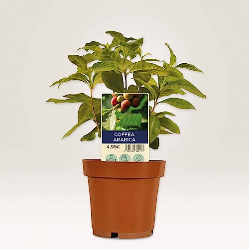 AVERY Zweckform T3005-10 Weatherproof Plug-in Signs Pack of 120 (100 x 20 mm on A4, Printable Plant Signs, Tear-Resistant - Image 4