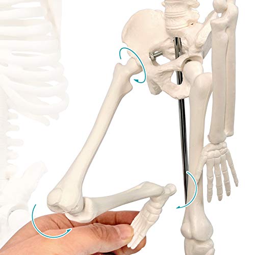 Anatomical Human Skeleton Model 17.7" - Movable Joints - Future of ...
