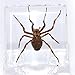 38mm Real Wolf Spider in Crystal Clear Lucite Resin Specimen Preserved Arachnoids Taxidermy Crafts Collection for Biology Science Education & Desk Ornament Display Supplies