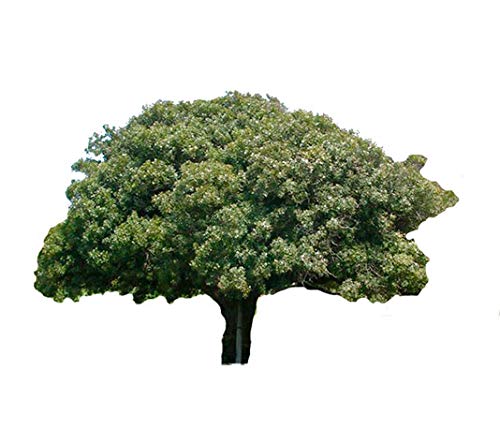 Lentisco Arbusto Mediterraneo - Pianta Giovane 30cm In Scatola Di Legno, Con Frutti Commestibili E Aromatici - Foto 9