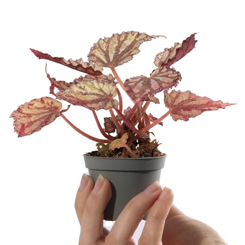 Baby Begonia Rex Dew Drop Small Tropical Patterned Indoor Houseplant in 6cm Pot | Miniature Plant with Metallic Foliage | for Home and Office | Grow Your Own Baby Plants