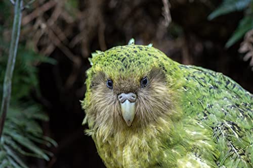 Episode 279: Keen on Kākāpō