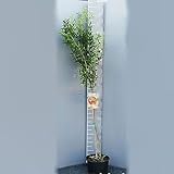 SAVINI VIVAI L'ARTE DI FARE NATURA