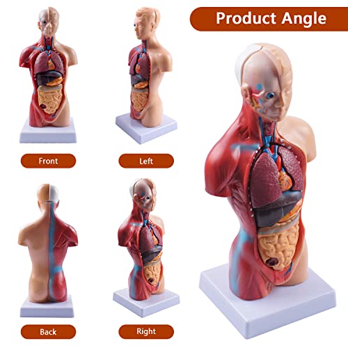 Image of breesky 10.5inch Medical Torso Human Body Model Anatomy 15 Removable Parts Education Organs Model for Teaching Study Class Students (Red)