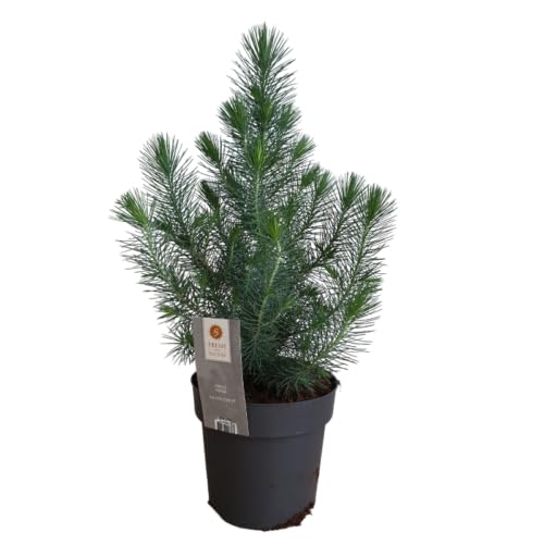 Abeto Natural - Pinus Pinea Silver Crest - Árbol Navideño