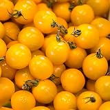 Semillas de variedades de tomate antiguas - 100 piezas Semillas de hortalizas de invierno de tomate cherry Yellow4, Solanum lycopersicum, semillas de tomate de arbusto vegetal orgánico, semillas