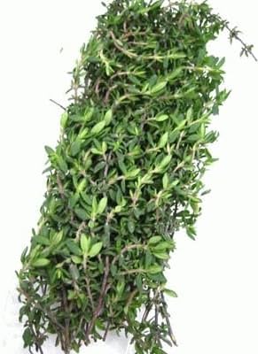 Amazon タイム 調味用 食用ハーブ 1パック約15g さんきん タイム 通販