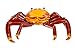Safari Ltd. Incredible Creatures Collection - Galapagos Sally Lightfoot Crab Figure - Ages 3 and Up