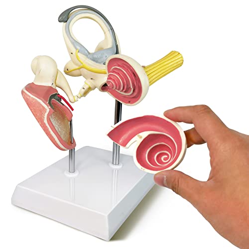 Inner Ear Model Labyrinth Model, Cochlea Semicircular Canal Vestibule Tympanic Membrane, Medical Anatomical Ear Internal Structure Model Human Organ Anatomical Model for Medical Study Display Teaching