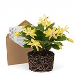 Yellow Christmas Cactus Live Houseplant | 3–4 Inch Well-Rooted Schlumbergera | Indoor Flowering Plant Gift for Birthdays & Housewarming