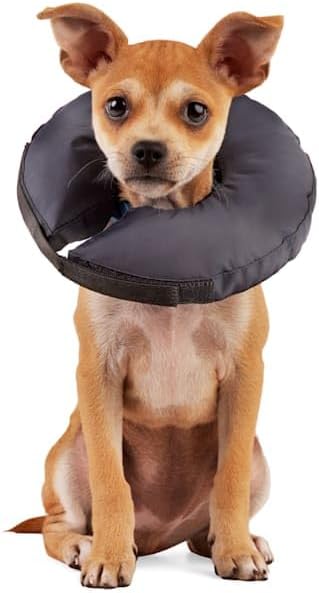 Well & Good by Petco Soft-Filled Recovery Dog Collar Large/X-Large